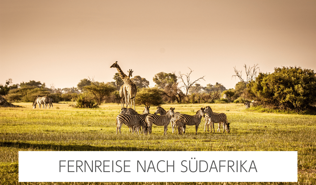 Aufnahme einer Safari in einer Savanne mit Giraffen und Zebras im Fokus und dem Schriftzug "Fernreise nach Südafrika".