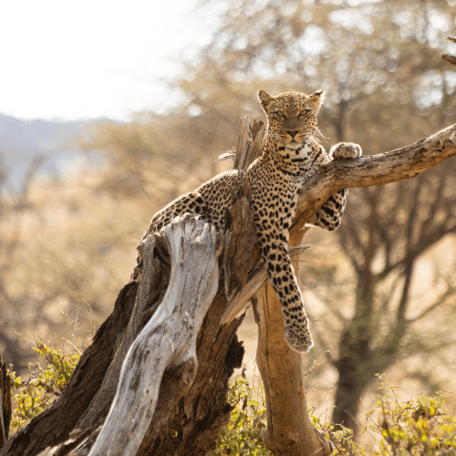 Auf dem Bild ist ein Leopard zu sehen, der gemütlich auf einem abgebrochen Ast liegt in mitten der Savanne in Südafrika. Er schaut direkt in unsere Richtung.